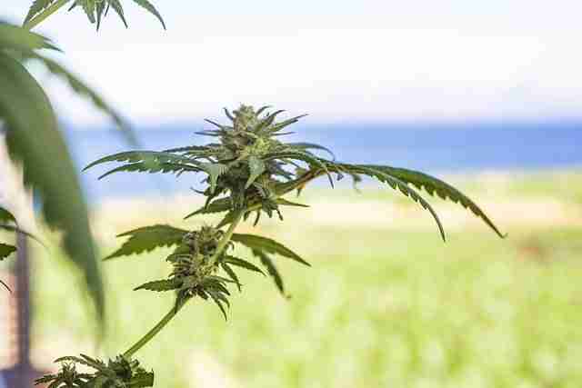 Most potent Marijuana strains plant